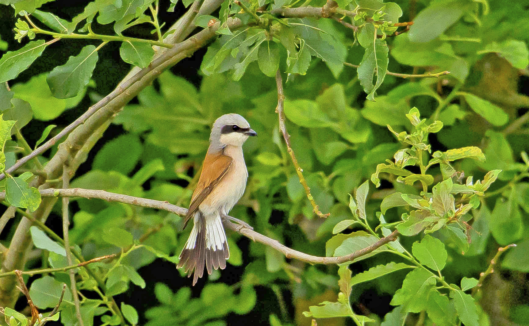 grauwe klauwier4,8 Whoven 190622
