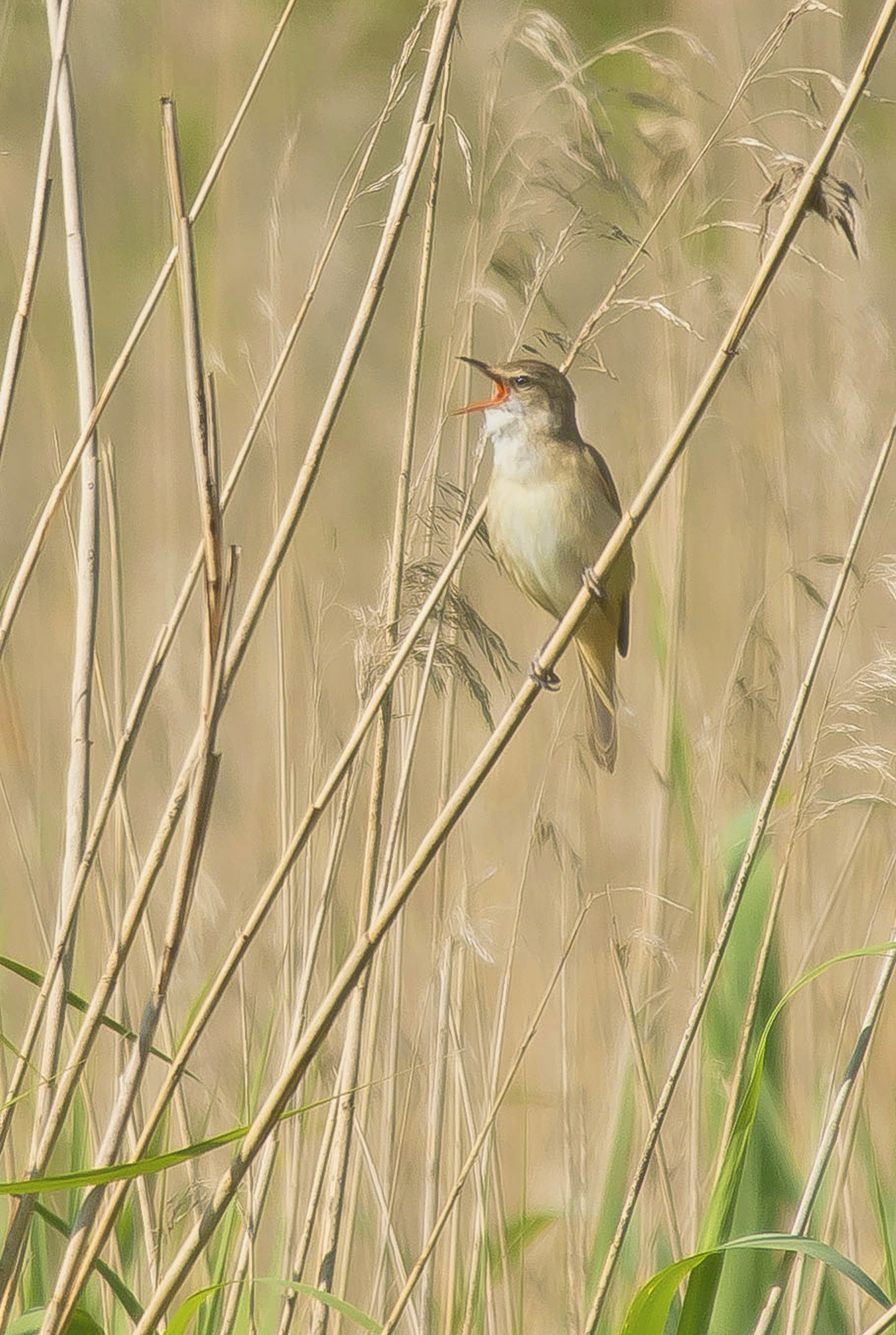 grote karekiet 20052023