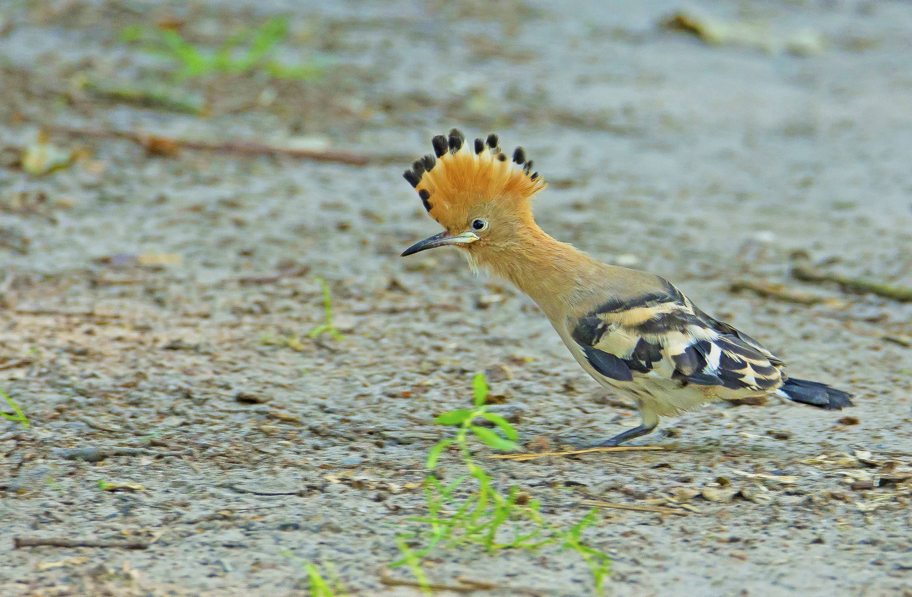 hop,8 juveniel 11072021 De Plateaux