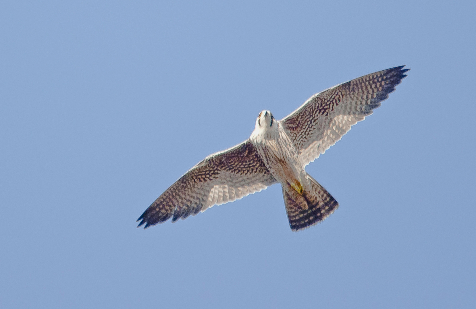 juv1 slechtvalk 08-11-2014