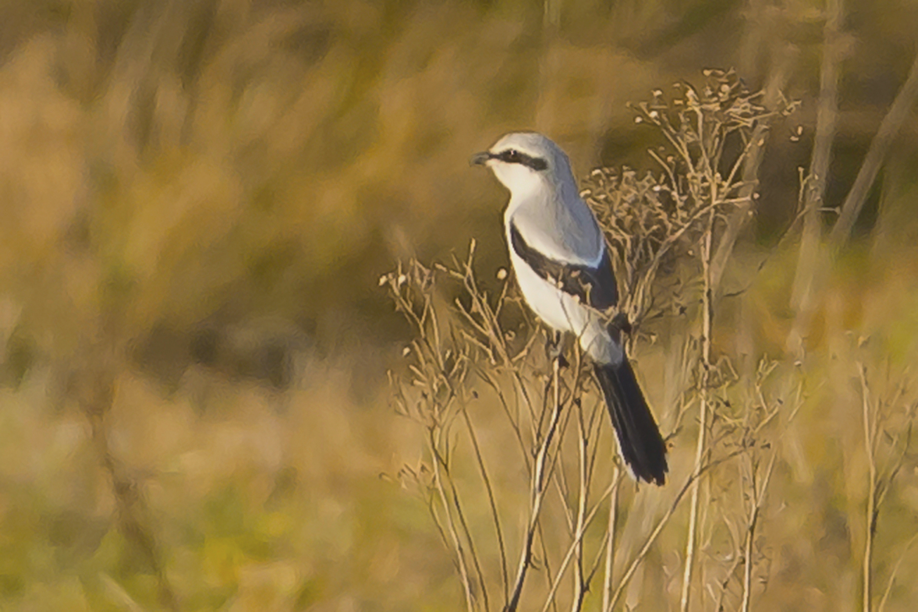 klapekster1 Groote Heide 16022019_bewerkt-1