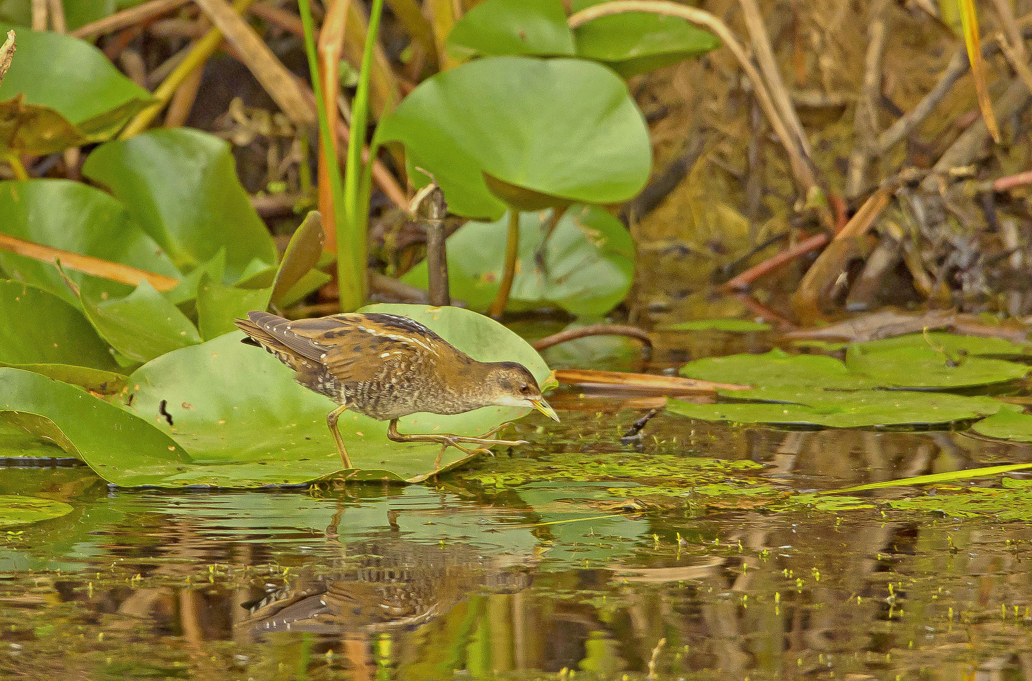 klein waterhoen1,8 Budel 20082020