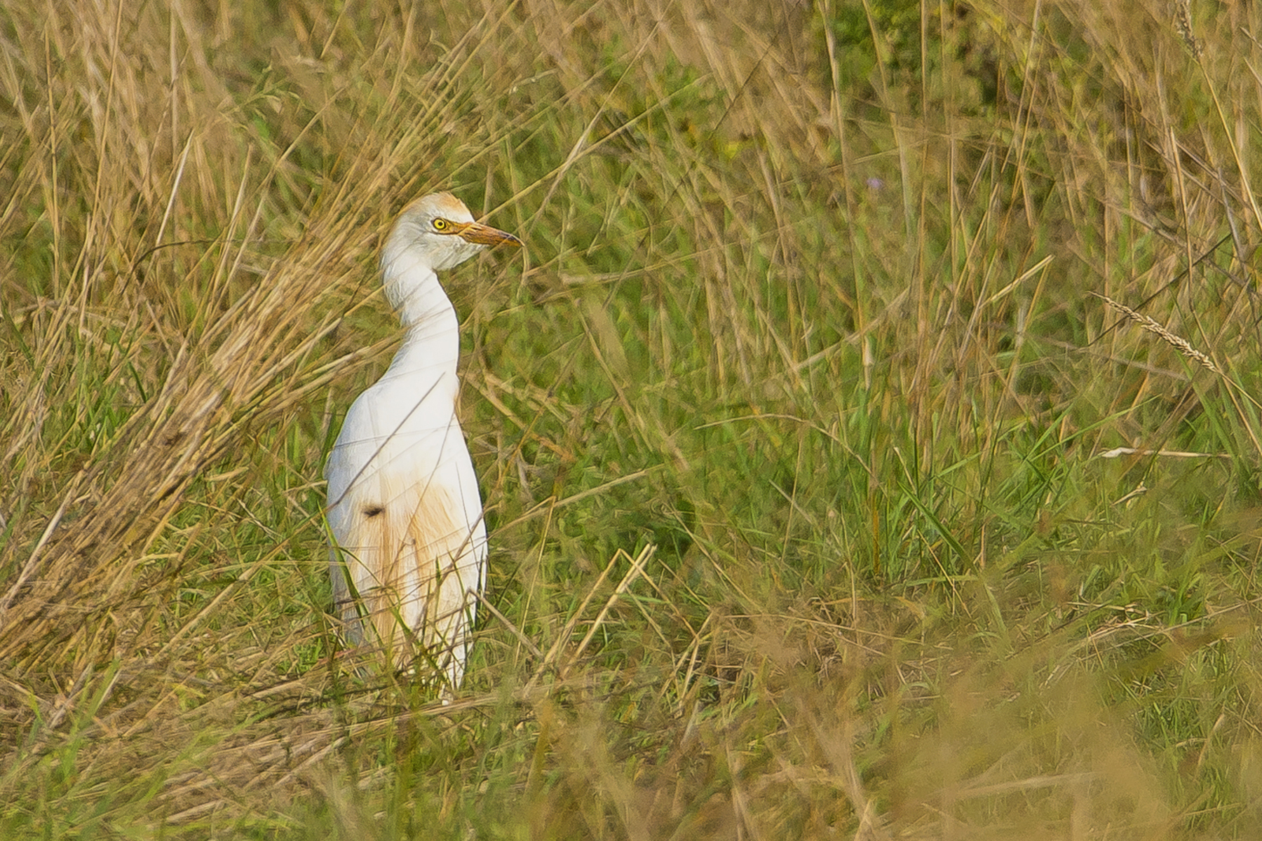 koereiger Patersgronden_bewerkt-1