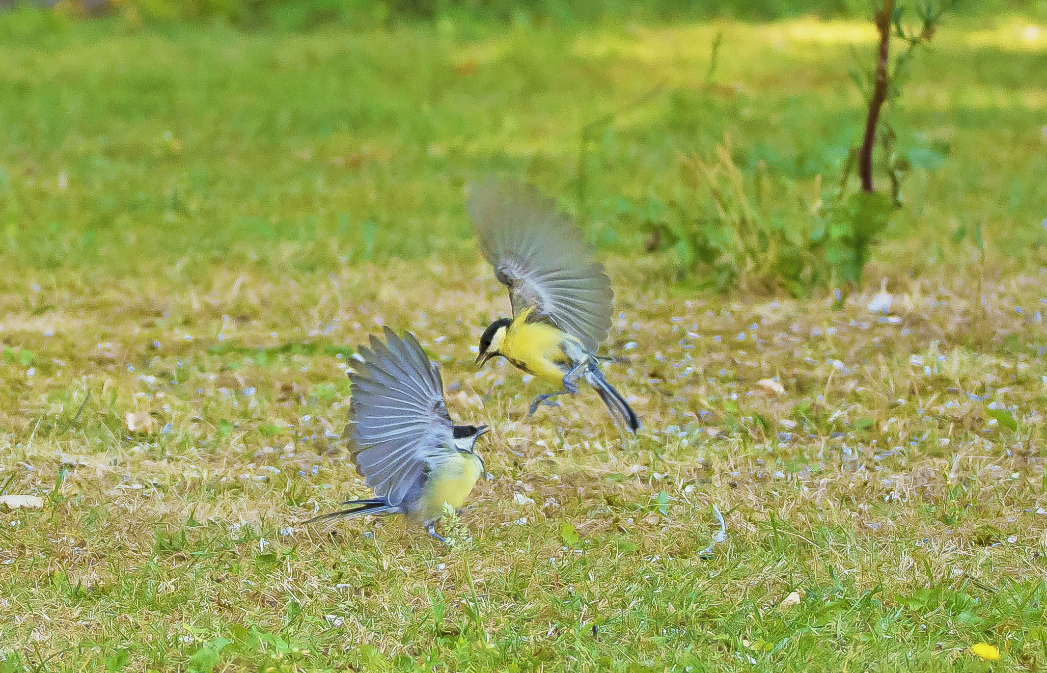 koolmezen 30072022 web