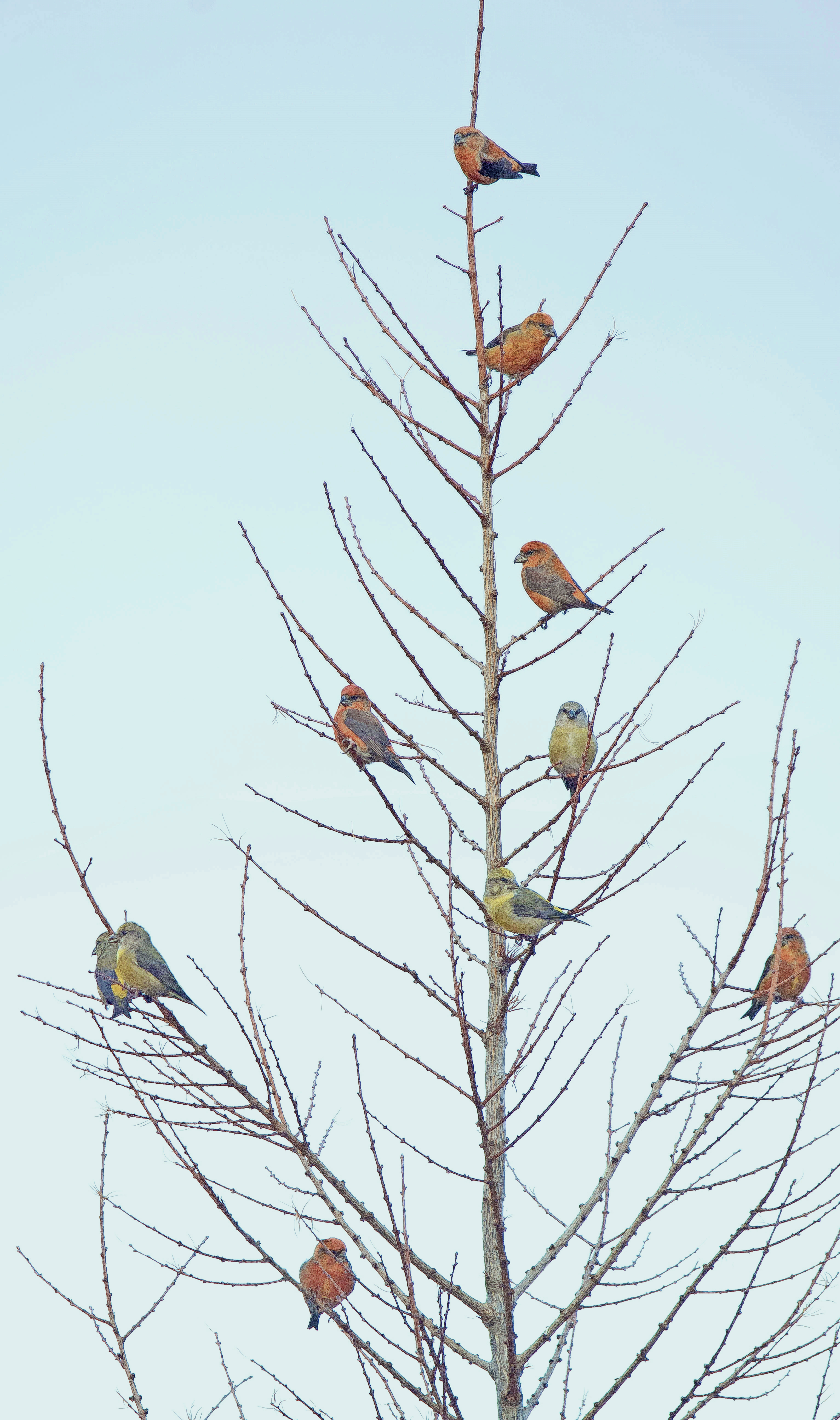 kruisbekjes1,6 16122023