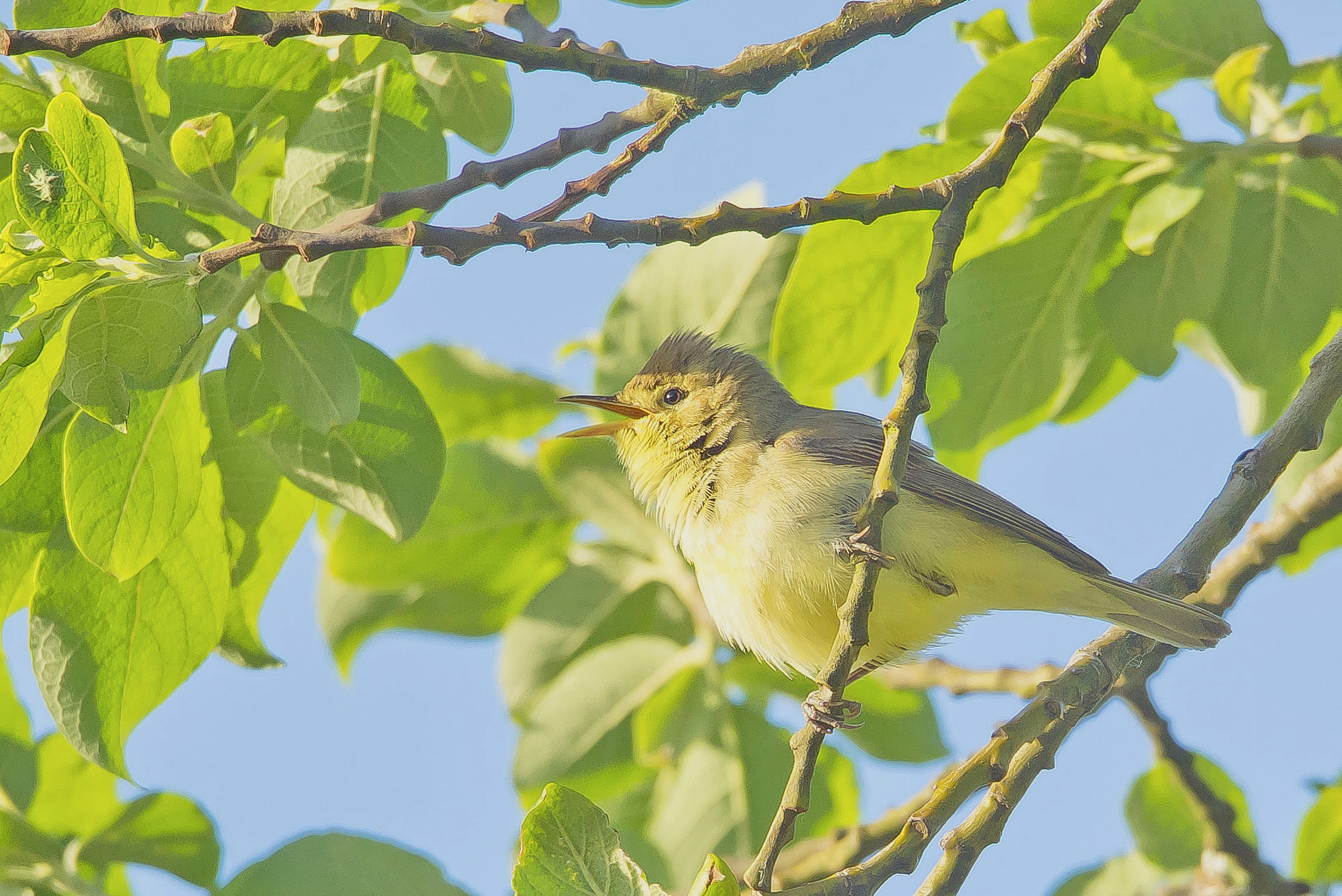 orpheusspotvogel Vwaard 21052021,7