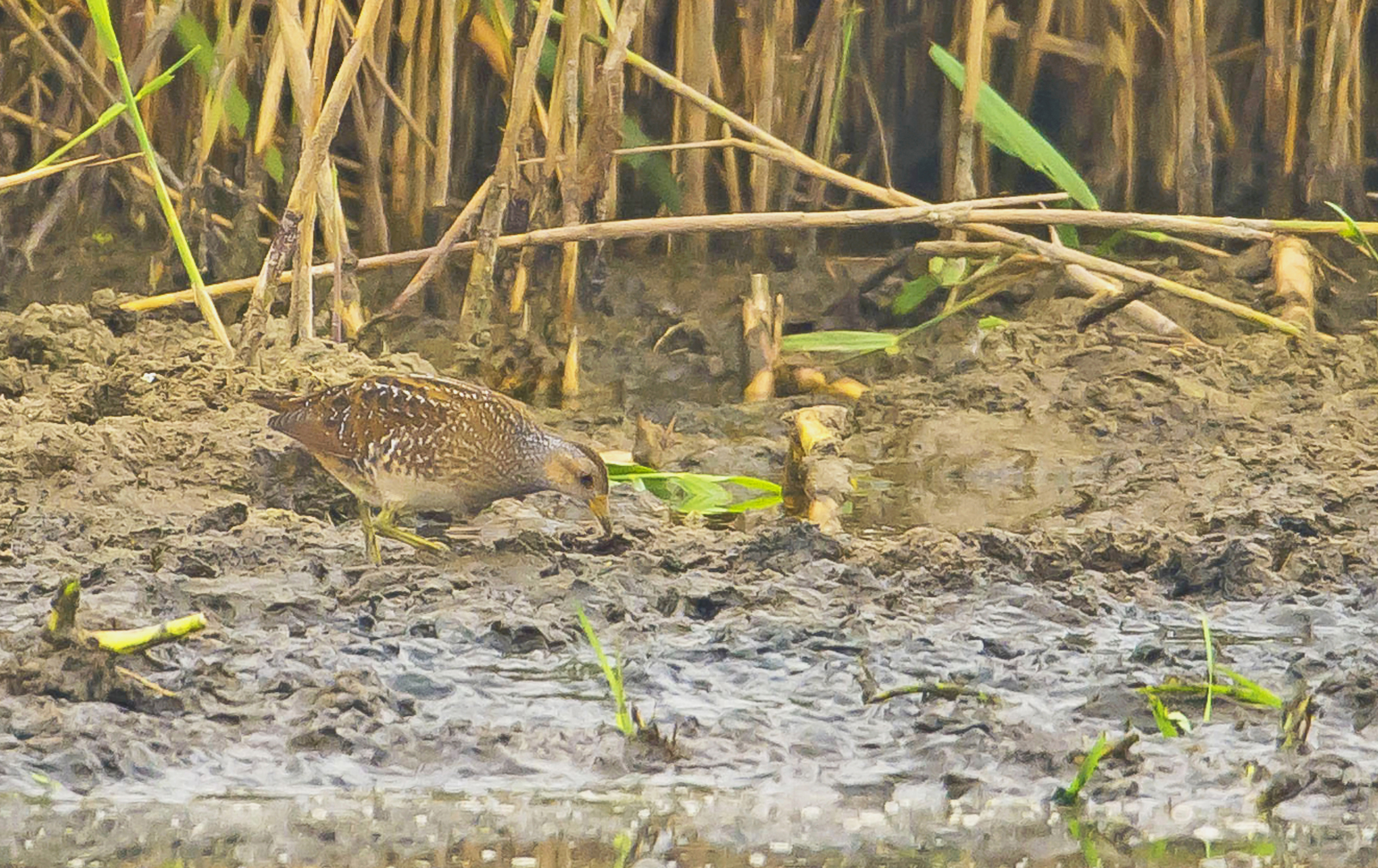 porseleinhoen,1 Hageven 24092021