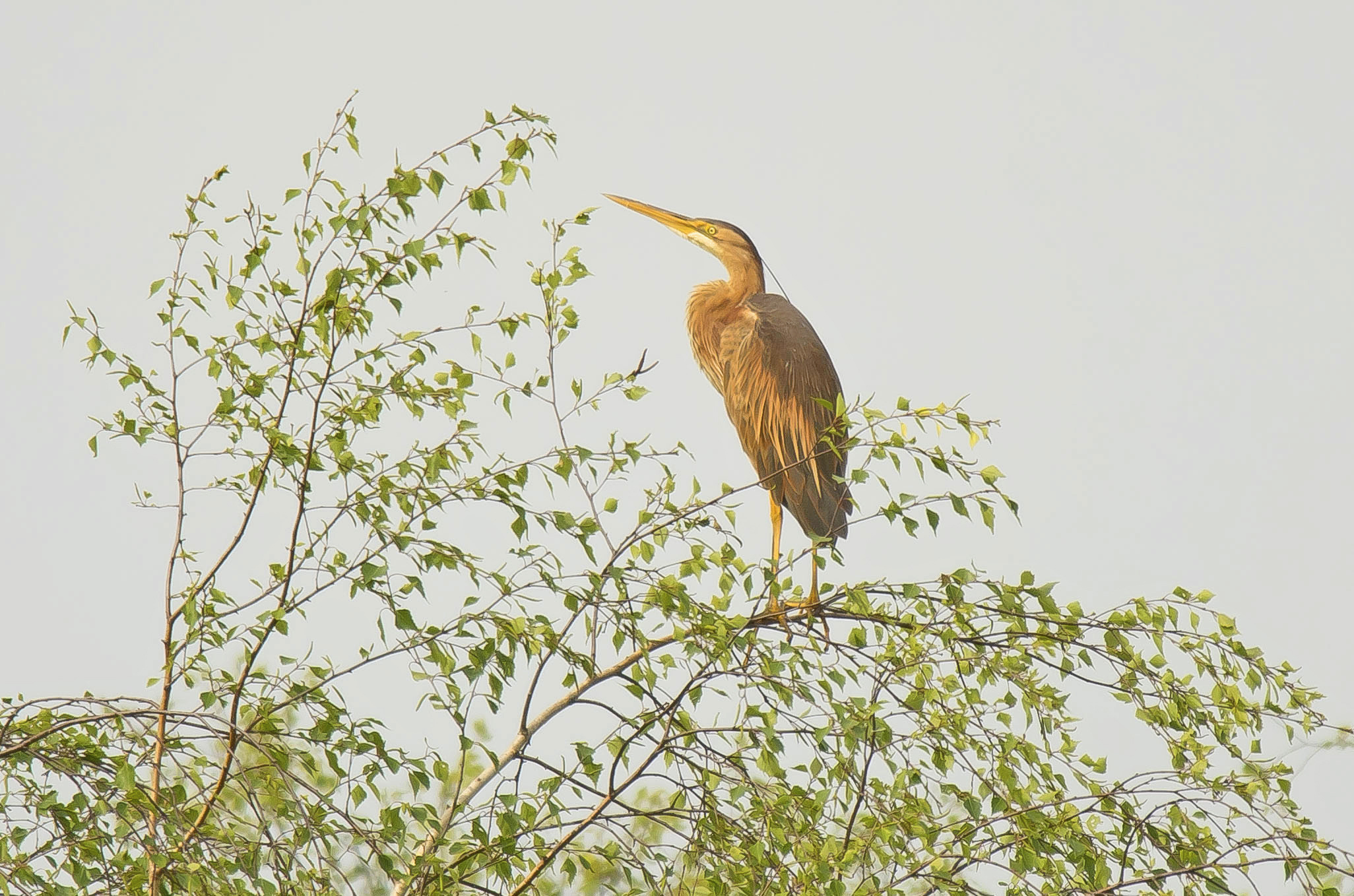 purperVwaard2 04052024