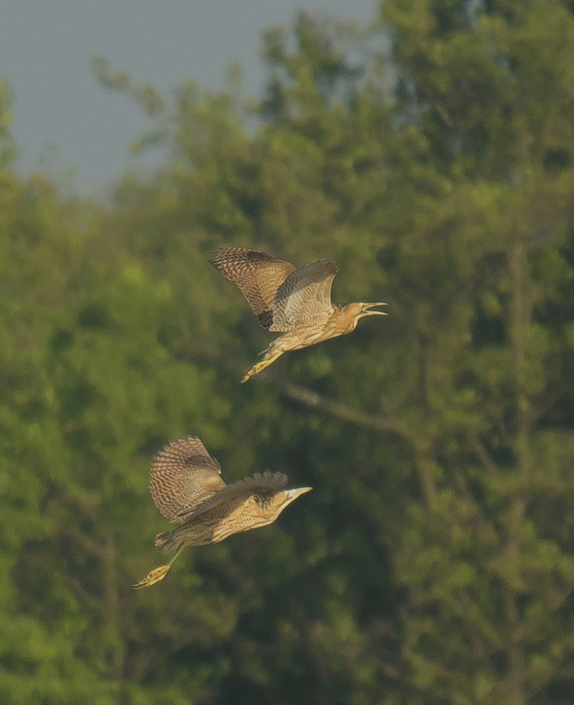 roerdompen7 10+ Vwaard 1005202411052024