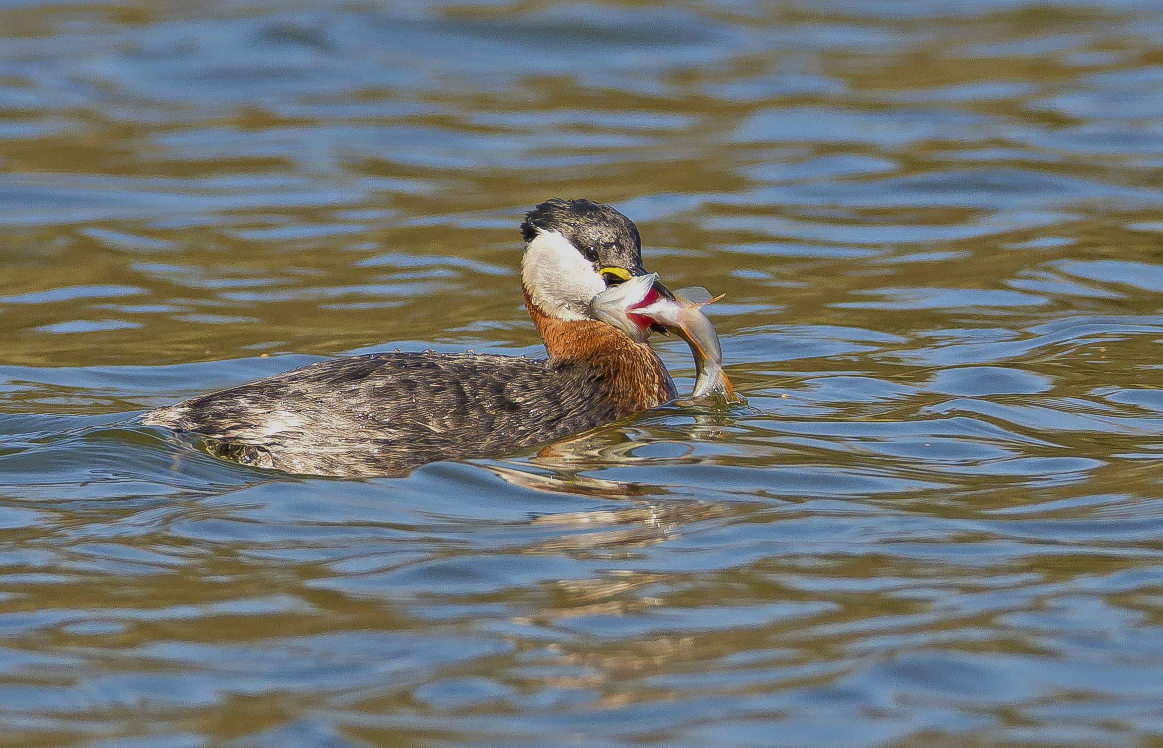 roodhalsfuut1 26032022