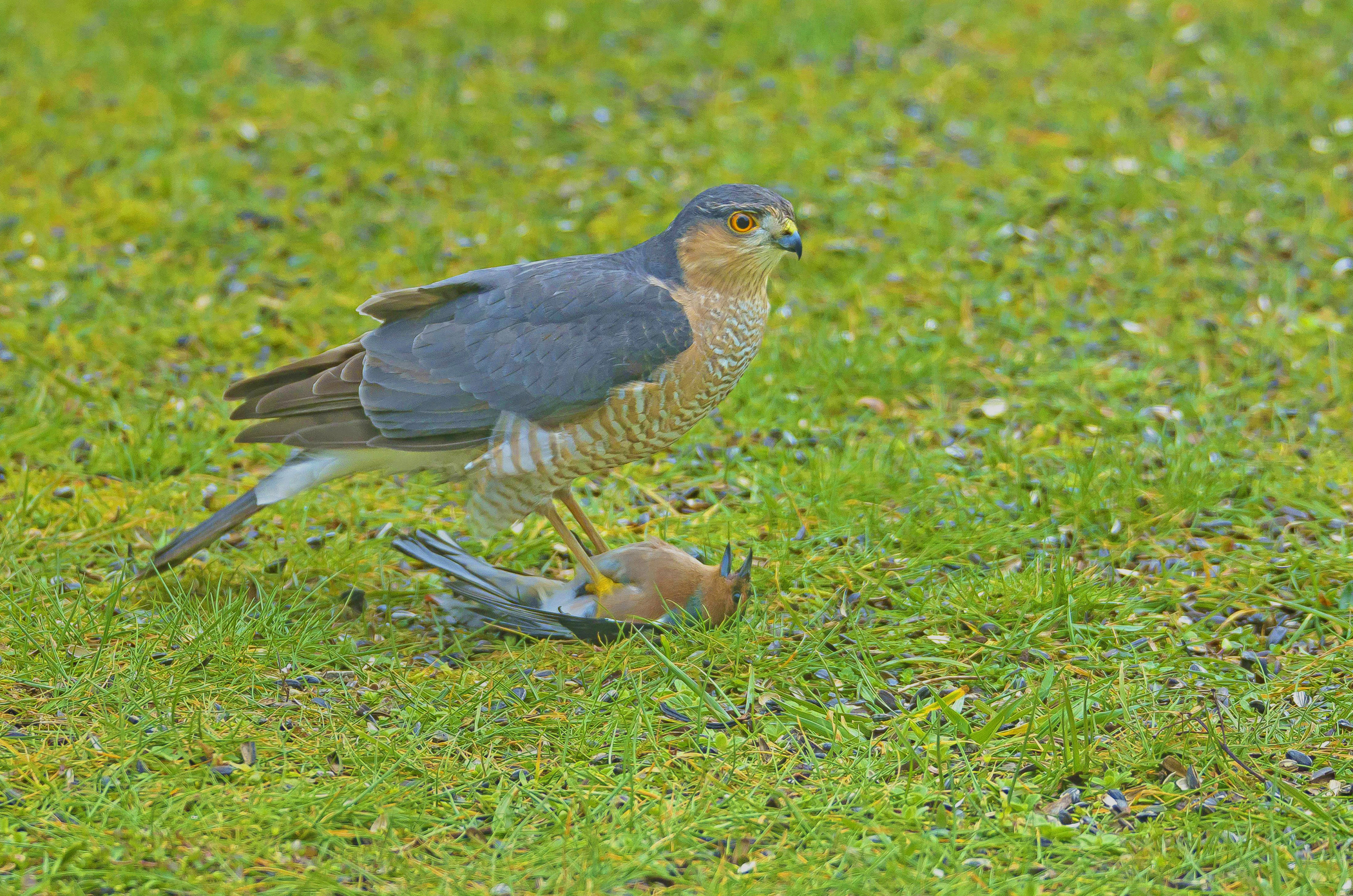 sperwermetvink 13032021,8 lezing