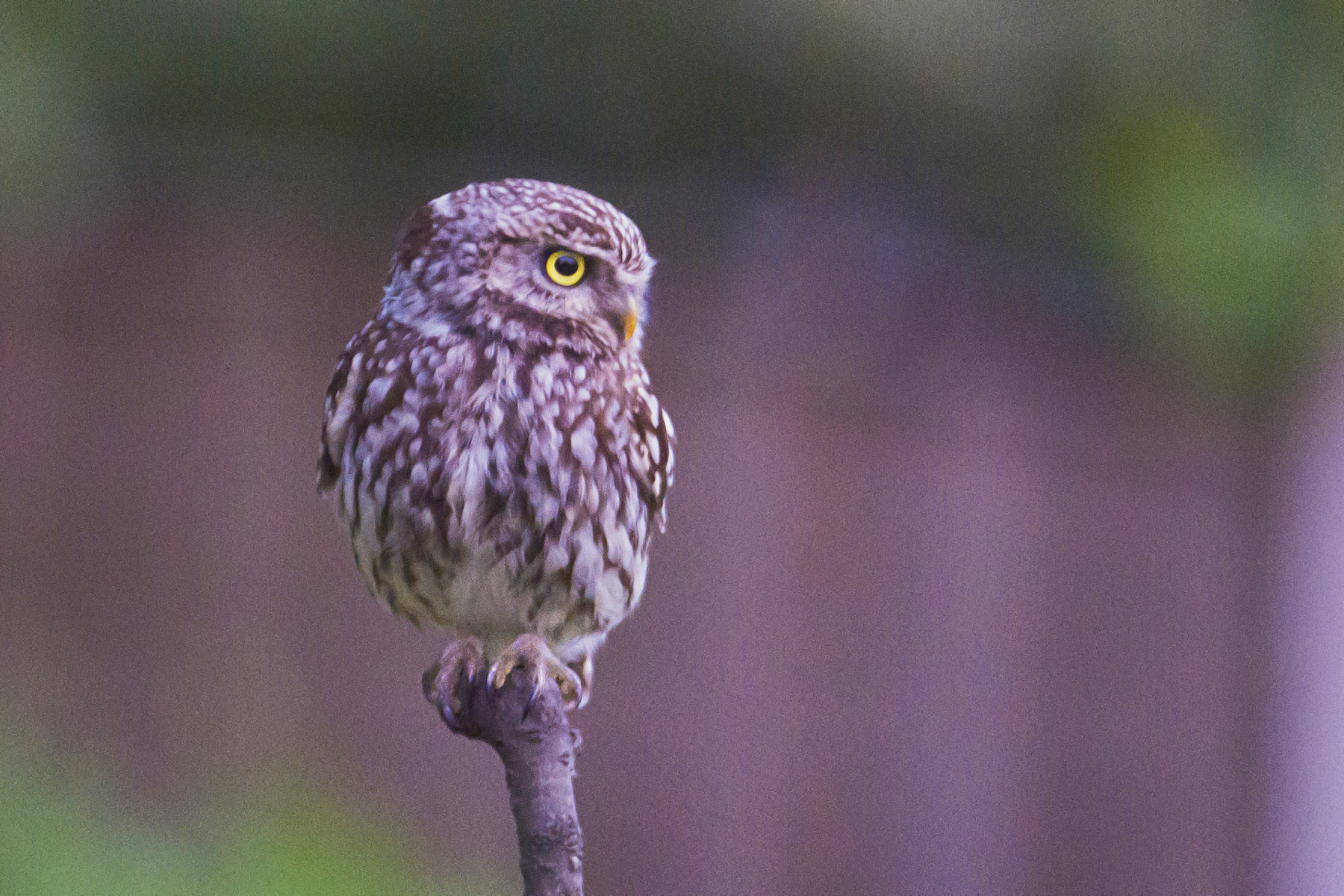 steenuil tuin 05062019_bewerkt-1