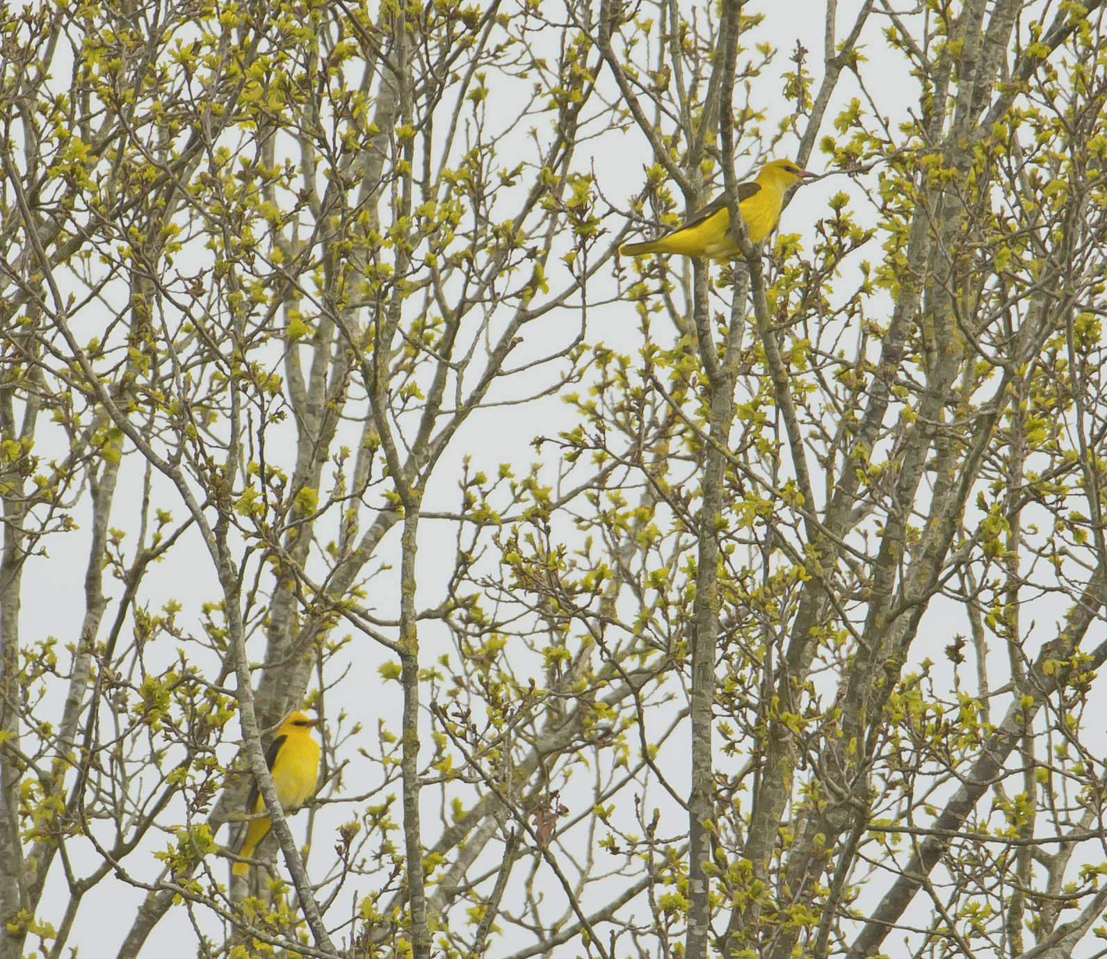 wielewaalAA 08052021