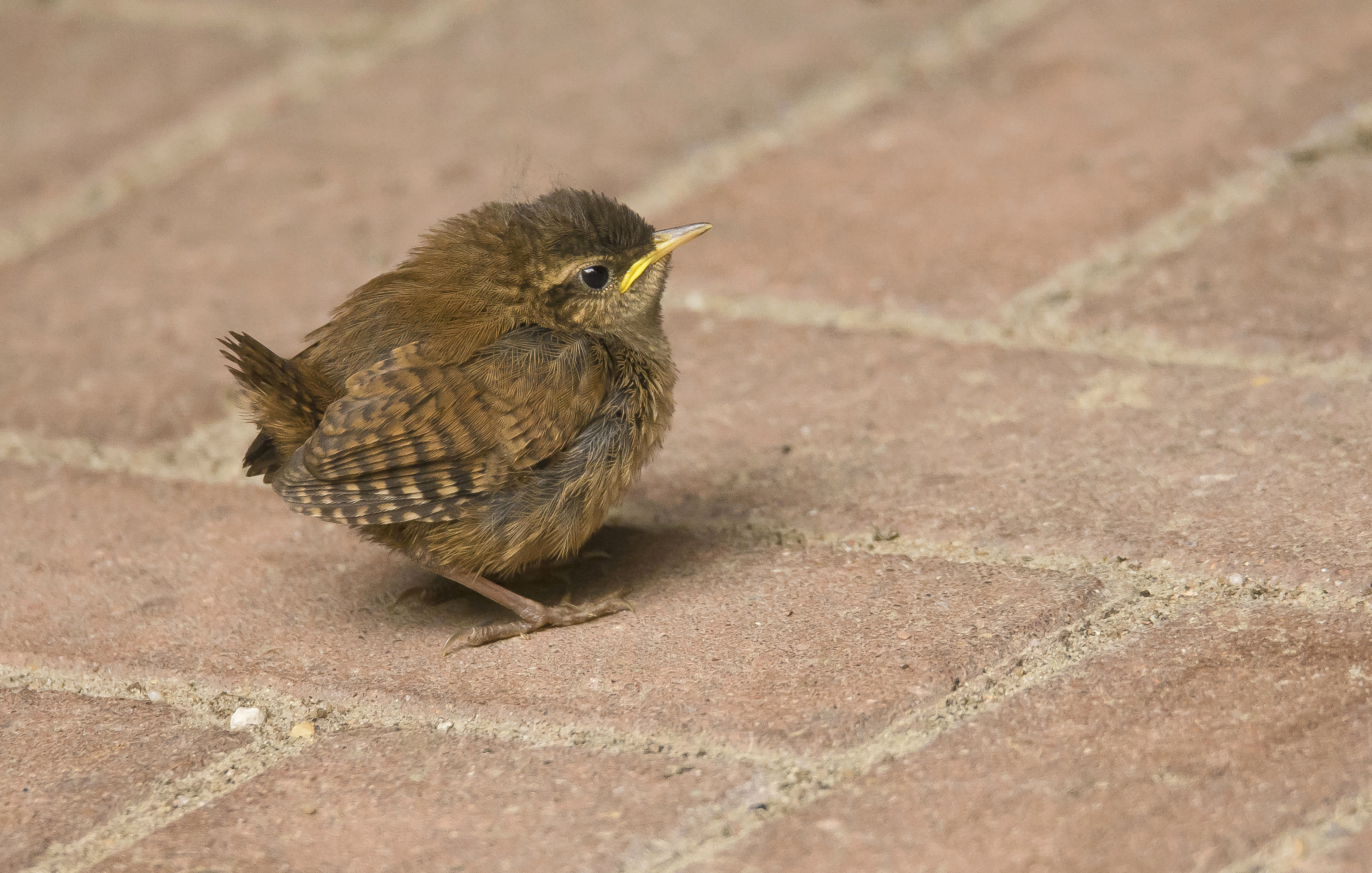 winterkoning2 met jongen