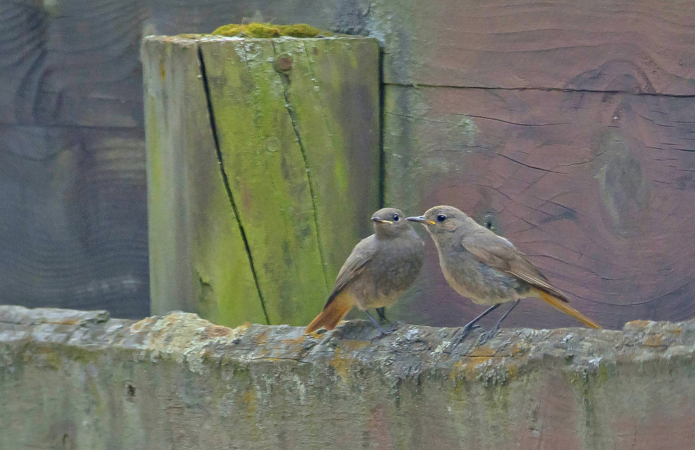 zwarteroodstaarten tuin