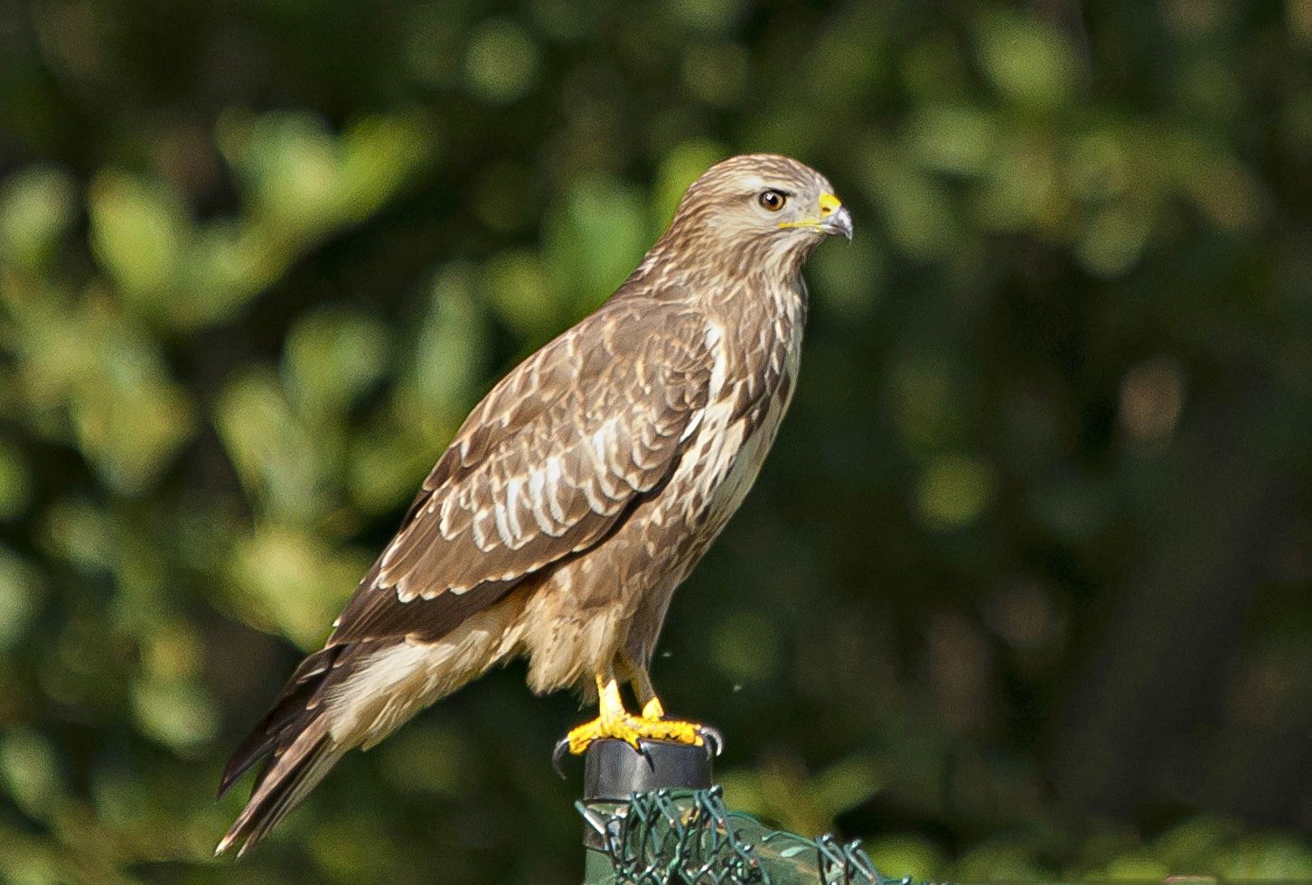 buizerd_1
