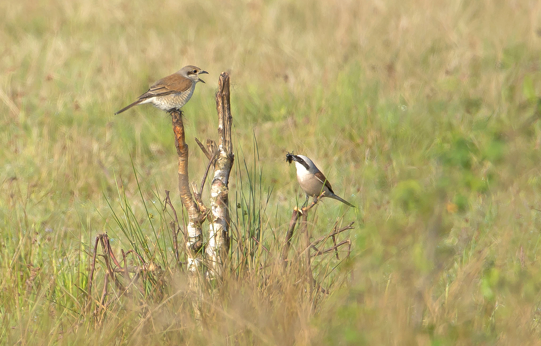 grauwe klauwieren De PLateaux