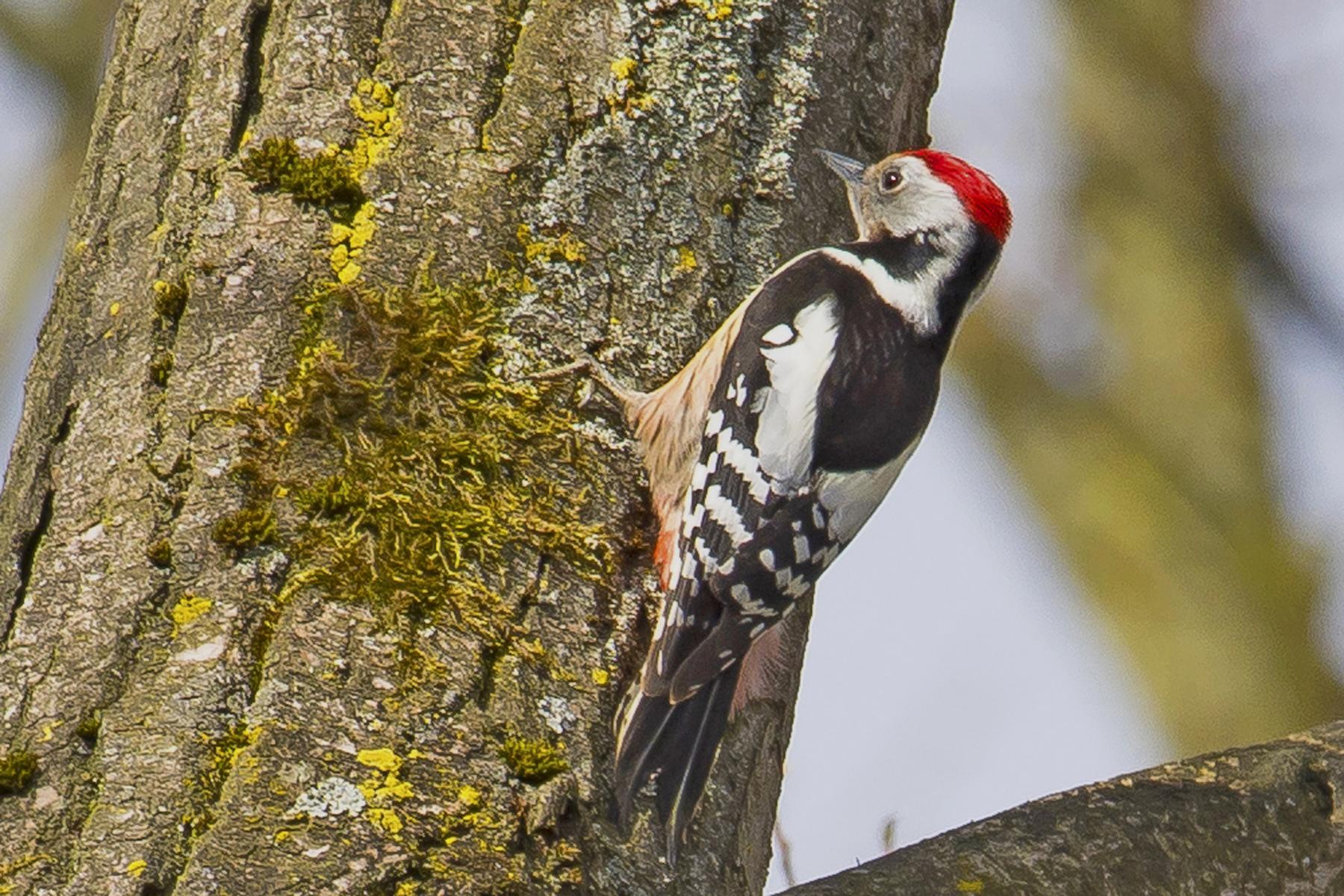 mbs1 05032019_bewerkt-1