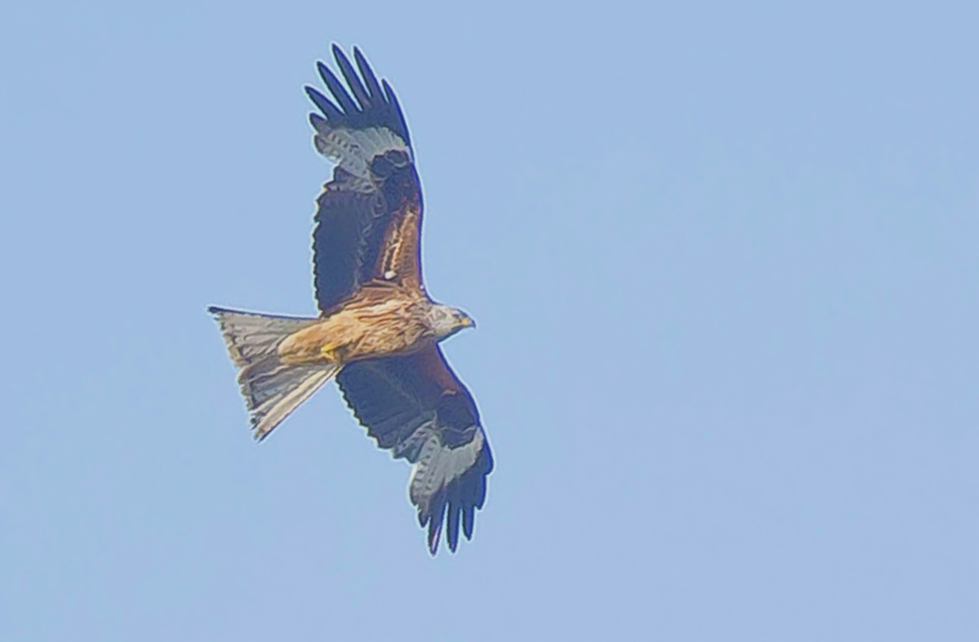 rode wouw,1 Valkenswaard 22042020