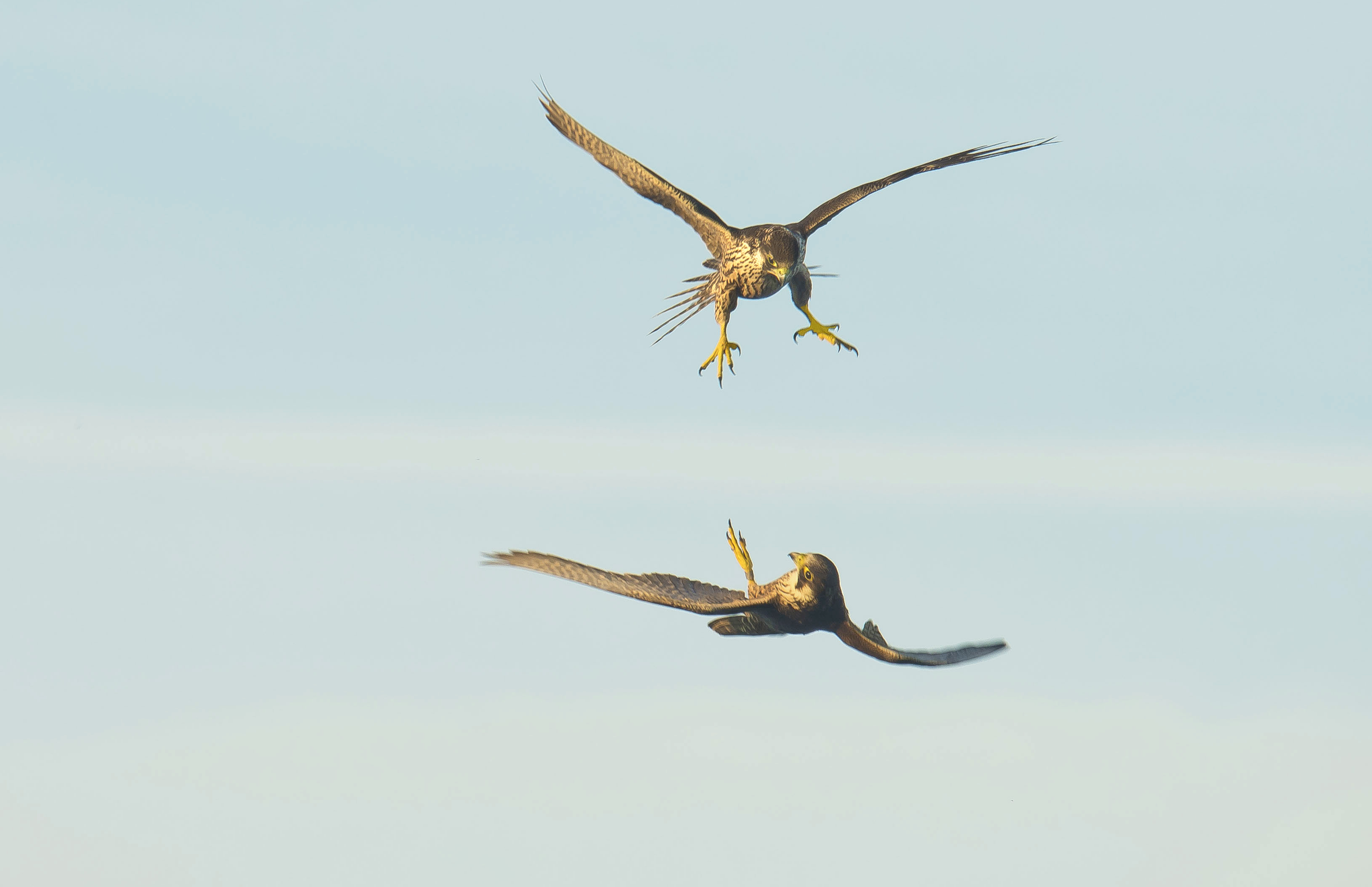 slechtvalken1 Vwaard 16092023