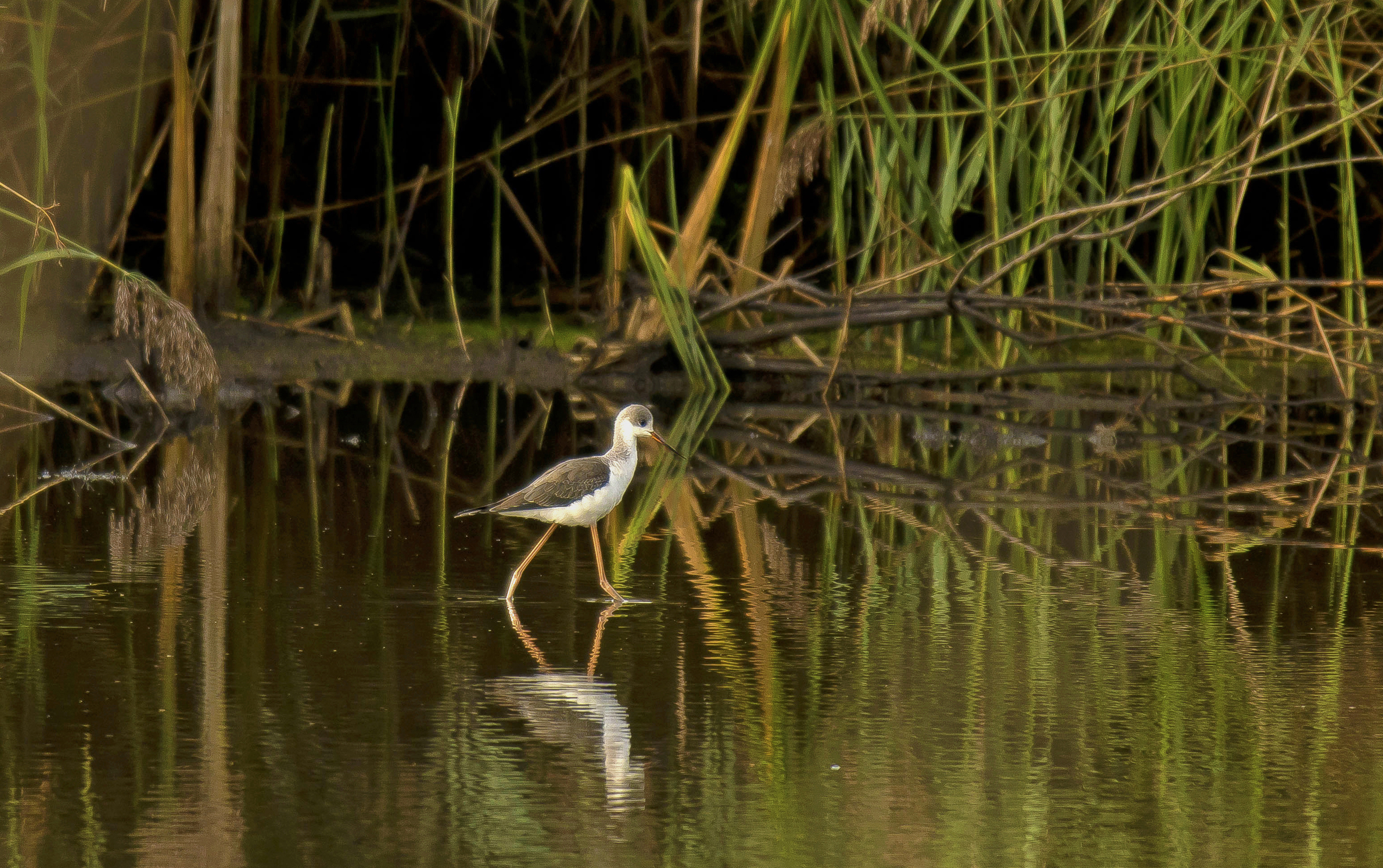 steltkluut 1e kj Vwaard