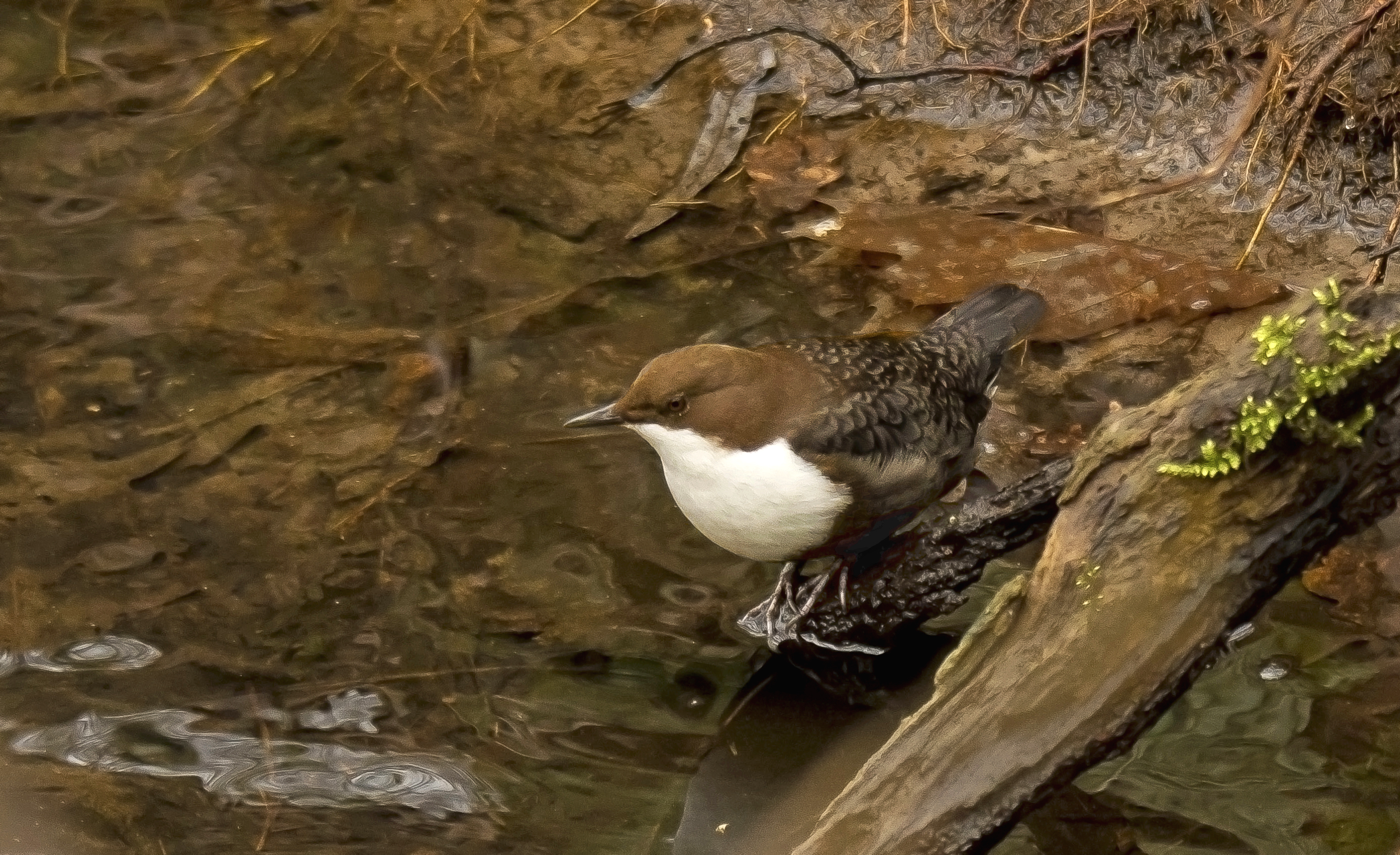 zwartbuikwaterspreeuw Mol