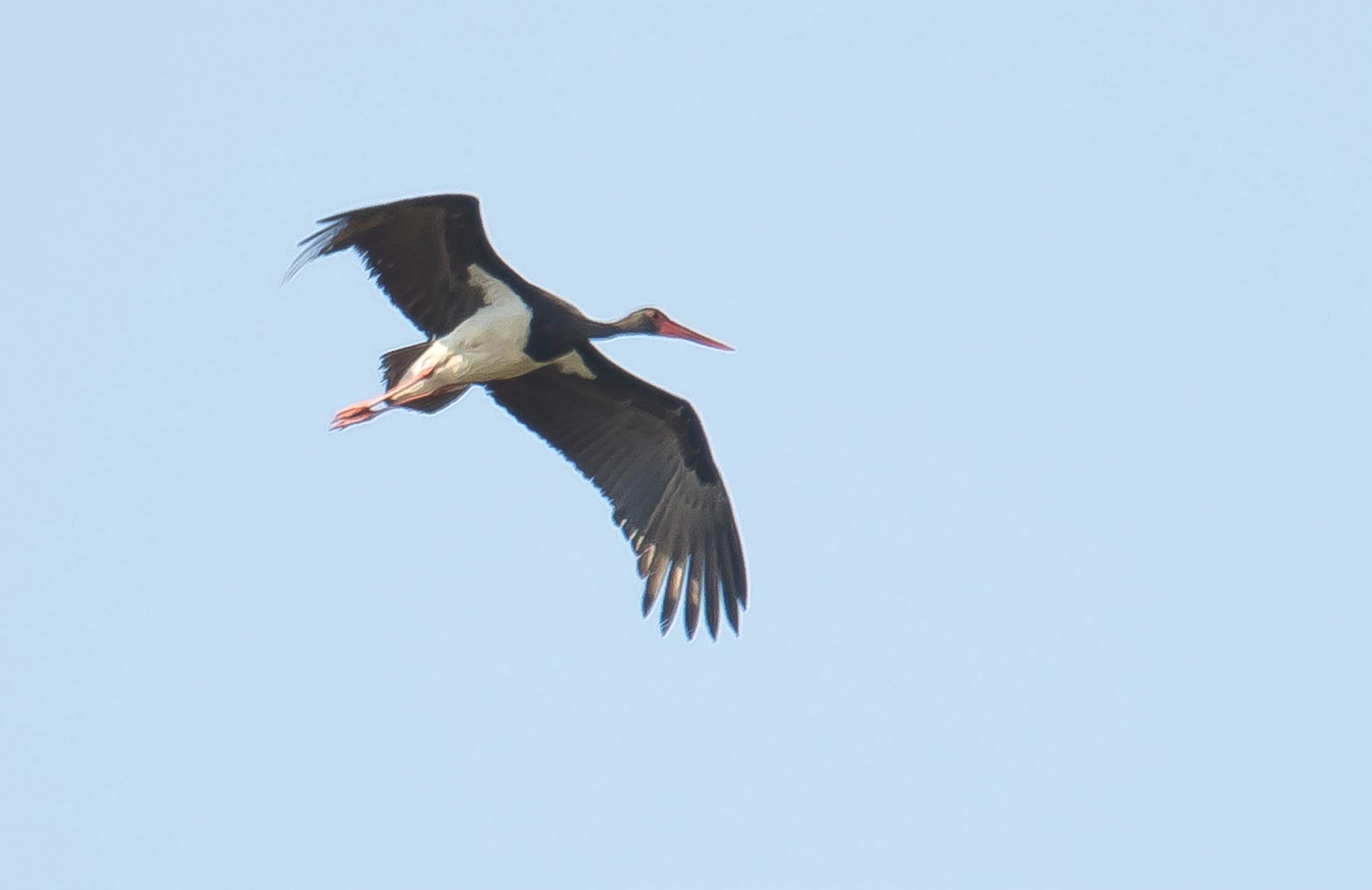 zwarte ooievaar 31082024